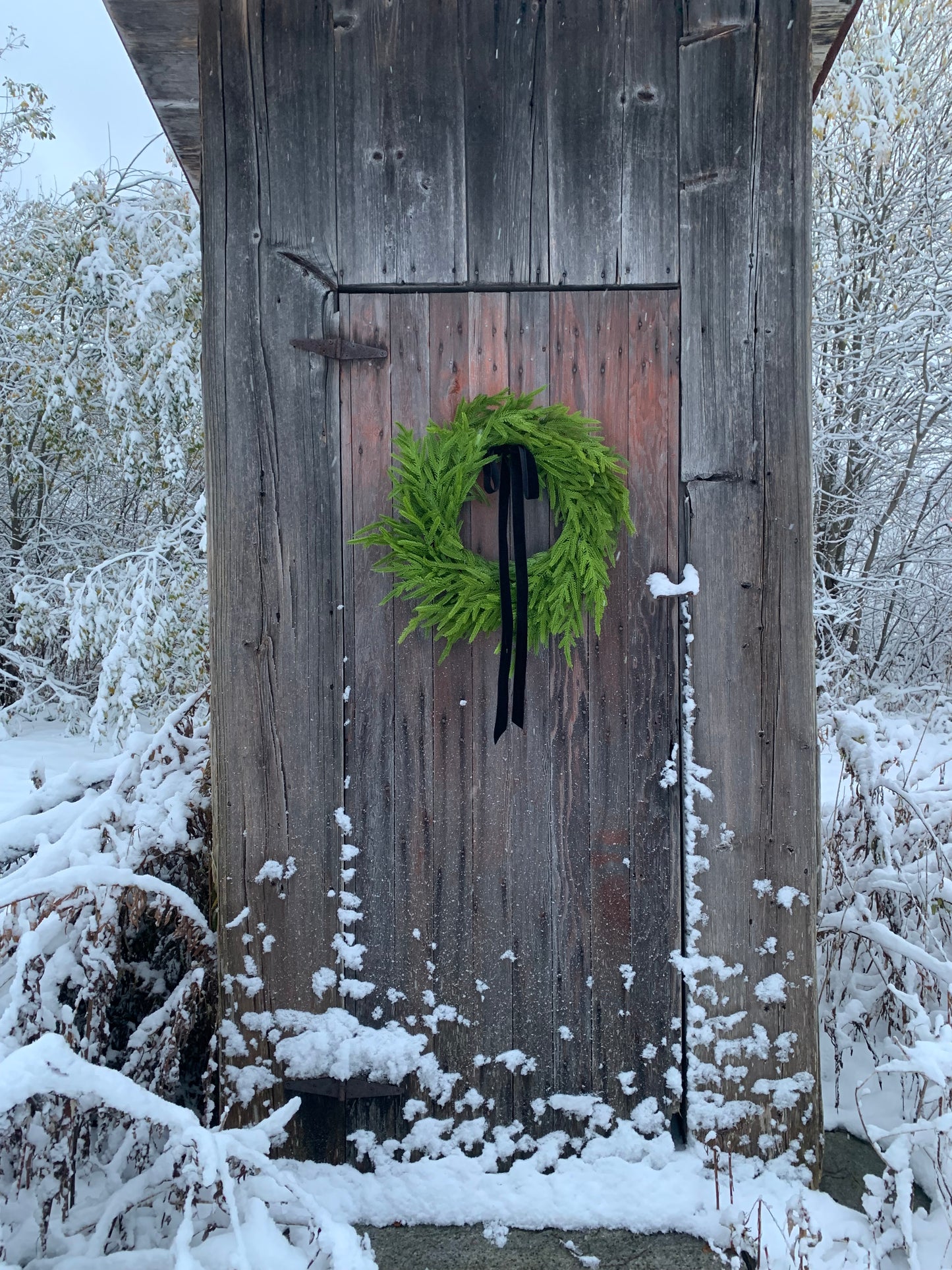 Simple Norfolk Pine Winter Wreath